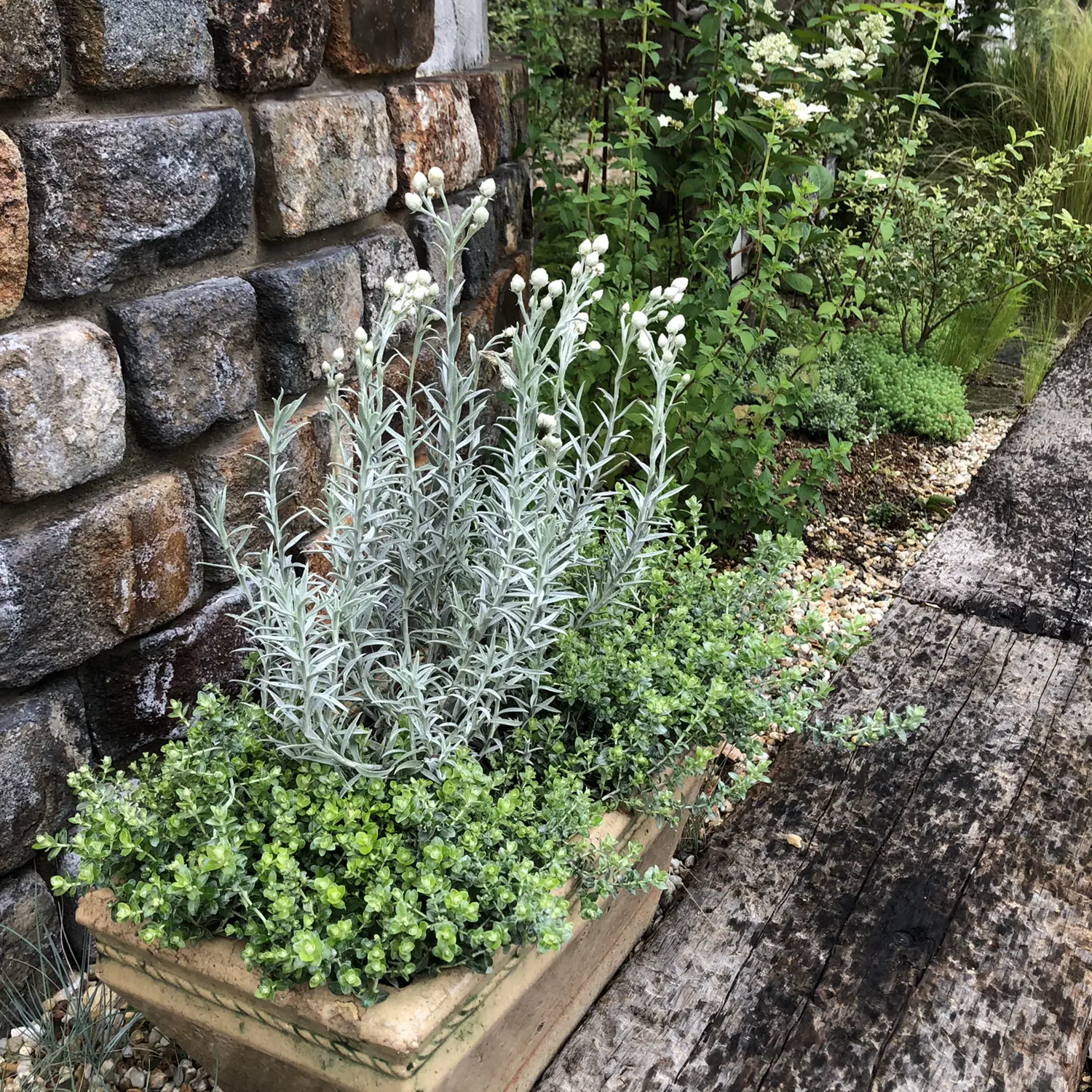 Lemon8 Story ヘリクリサムライムミニ 育て方