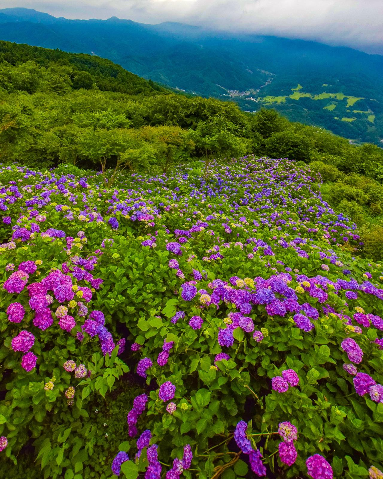 埼玉県秩父 絶景 美の山公園のあじさい園 Jptravelerspicが投稿したフォトブック Lemon8