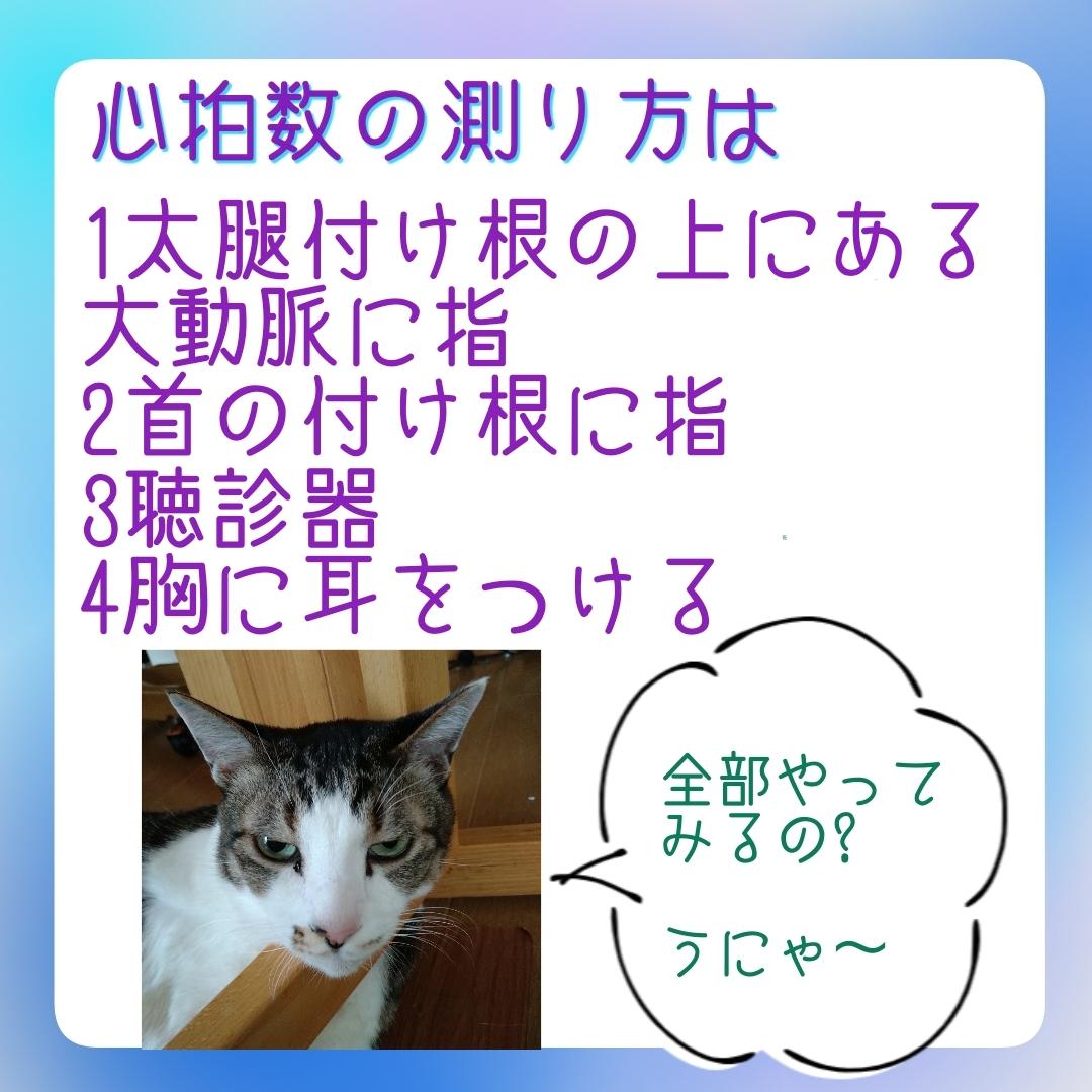 誰でもできる猫のバイタル測定 心拍数 東蓉子が投稿したフォトブック Lemon8