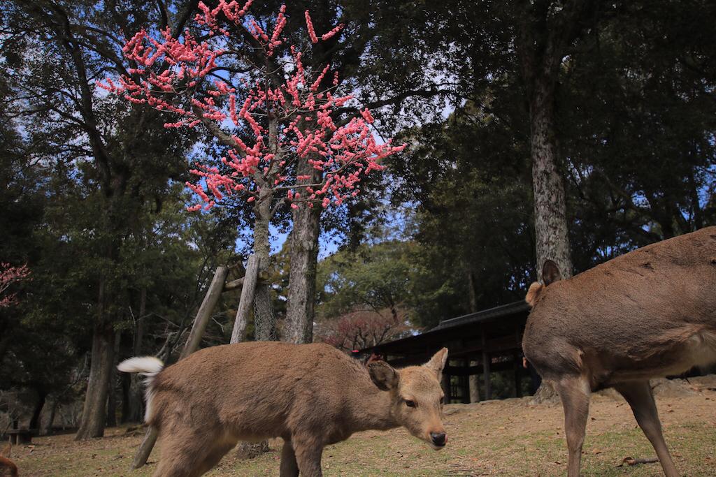 鹿と梅のコラボレーション 奈良公園 片岡梅林 で癒されよう ゆうへいが投稿したフォトブック Sharee
