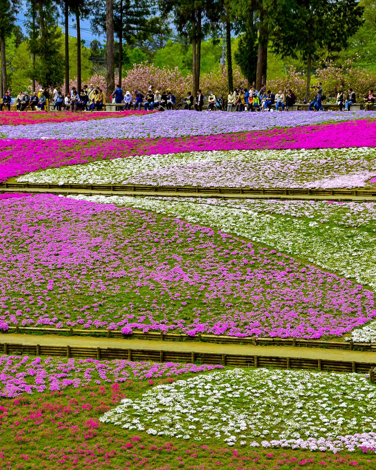 カラフルな芝桜の絨毯が美しい 埼玉県 羊山公園 Jptravelerspicが投稿したフォトブック Lemon8