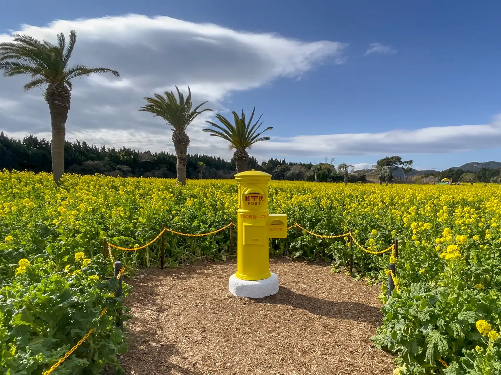 愛知県 1月なのに一面黄色の花畑がある場所 Monalienが投稿したフォトブック Lemon8