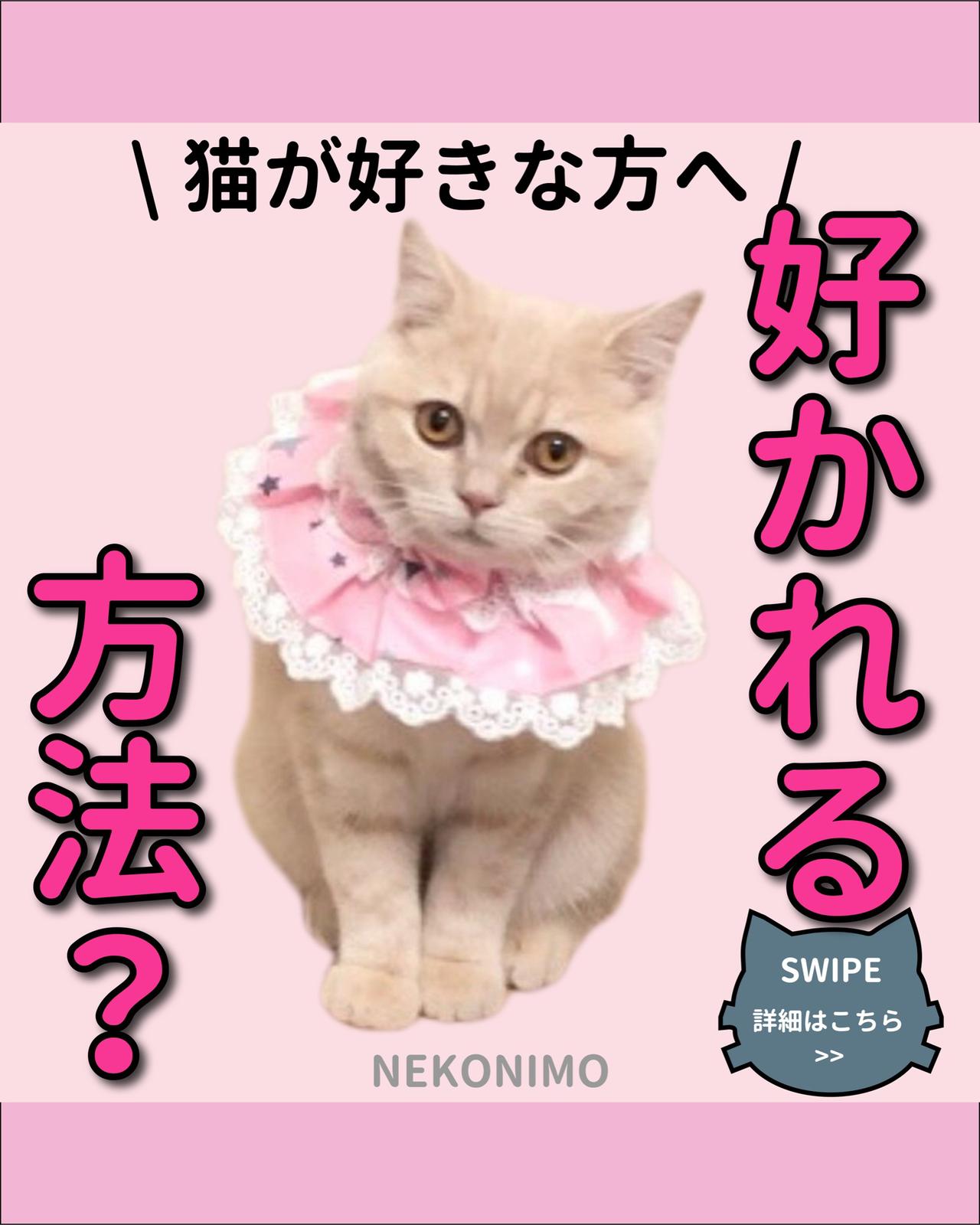 猫に好かれる方法徹底解説 ねこにも 愛猫情報発信中が投稿したフォトブック Sharee