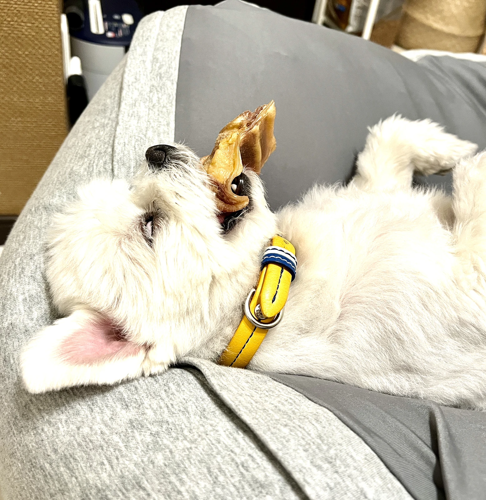 豚耳を咥えたまま 白目をむいて寝るアトちゃん アトちゃんが投稿したフォトブック Lemon8