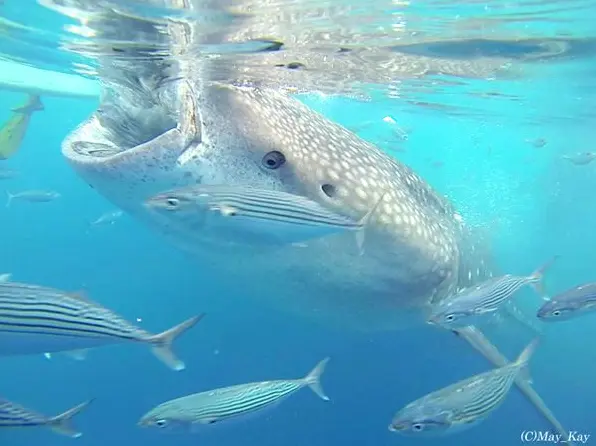 【旅先でであったゆかいな動物たち】世界最大の魚類ジンベエザメと目と目が合った瞬間の画像