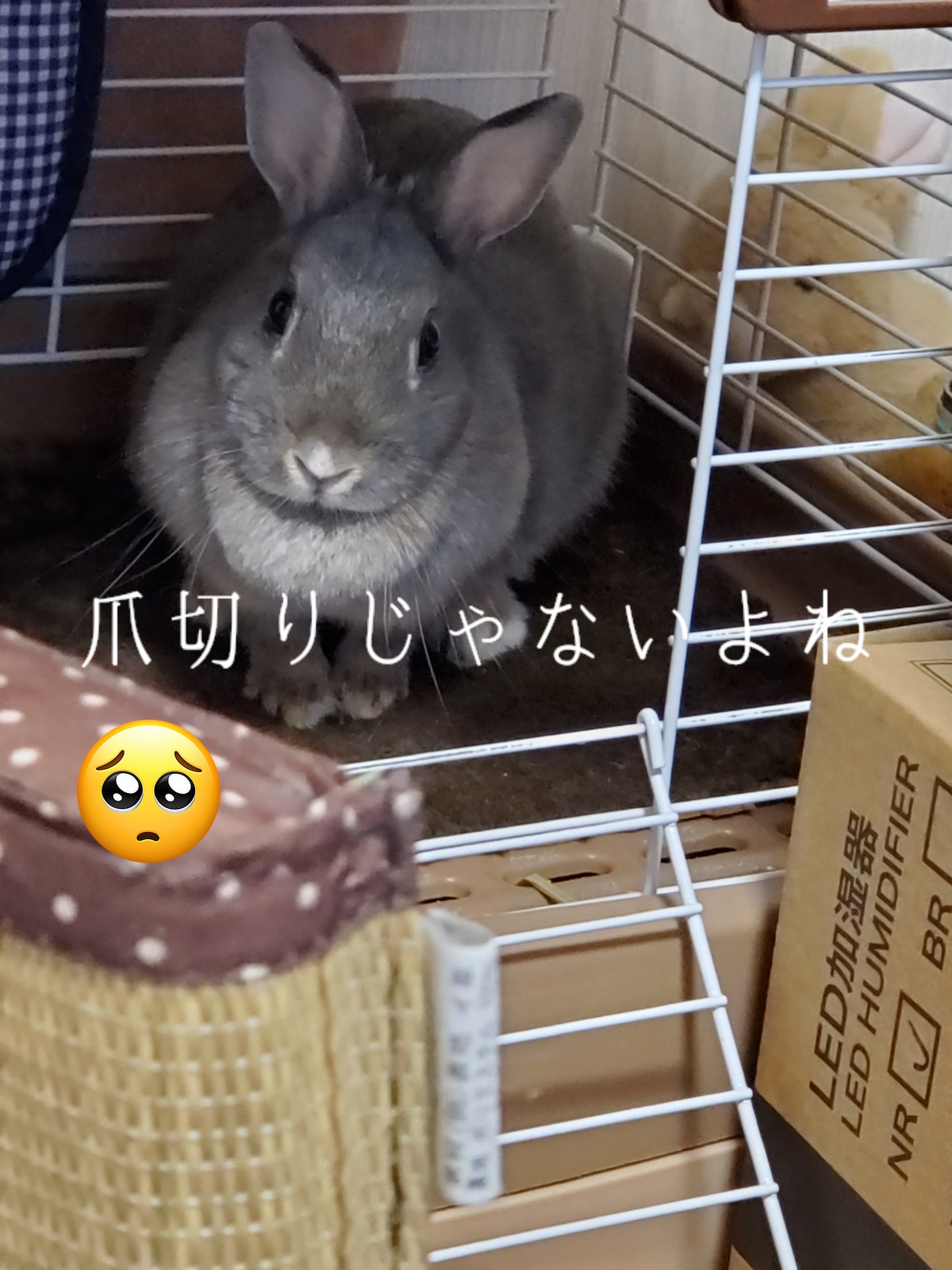 ウサギの頭が指にフィットして持ちやすくてすっぽ抜けない ウサギの頭が指にフィットして持ちやすくてすっぽ抜けない