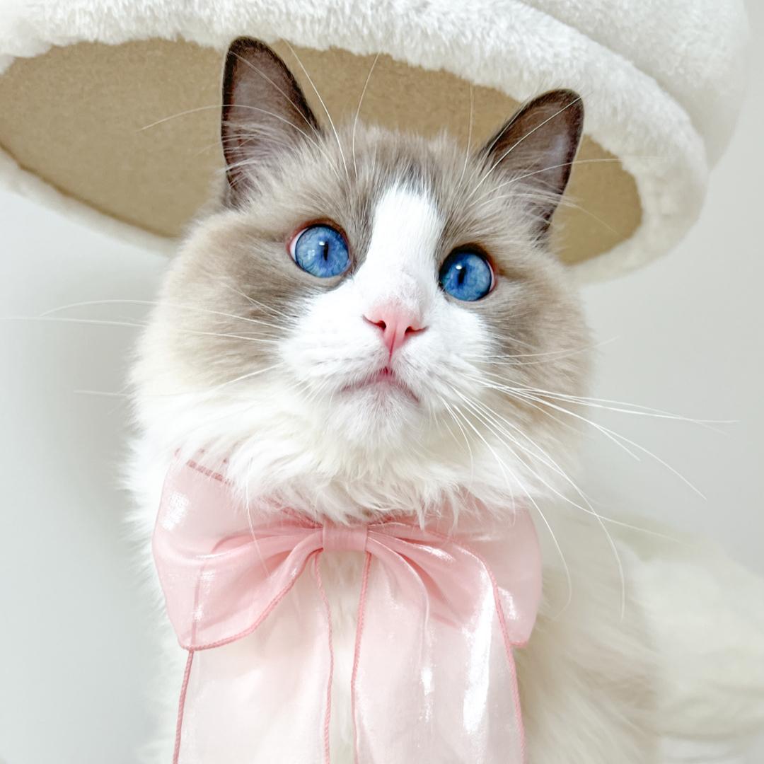 とびっきり可愛いプレゼントありがとう猫 犬猫と暮らす のえるパルフェが投稿したフォトブック Lemon8