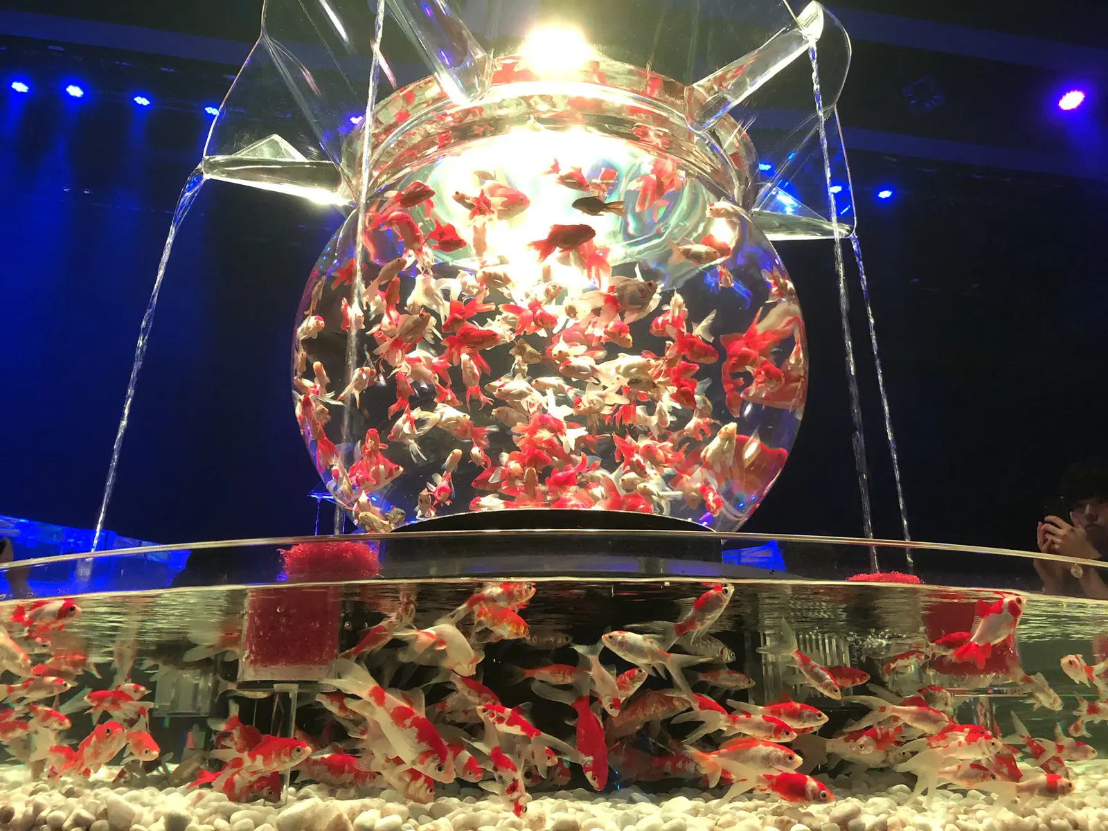 アートアクアリウム行ってきた ワラビーが投稿したフォトブック Lemon8 アートアクアリウム行ってきた ワラビーが投稿したフォトブック Lemon8