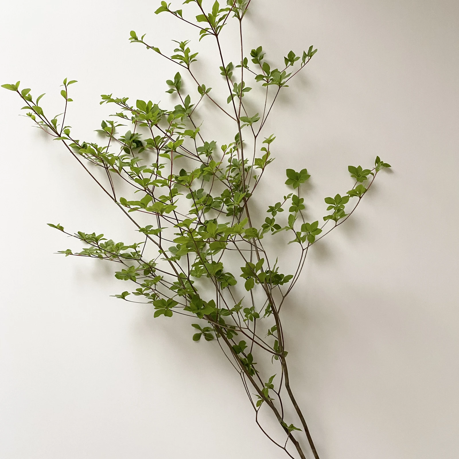 枝物を飾る ドウダンツツジ 整理収納アドバイザーのこが投稿したフォトブック Lemon8