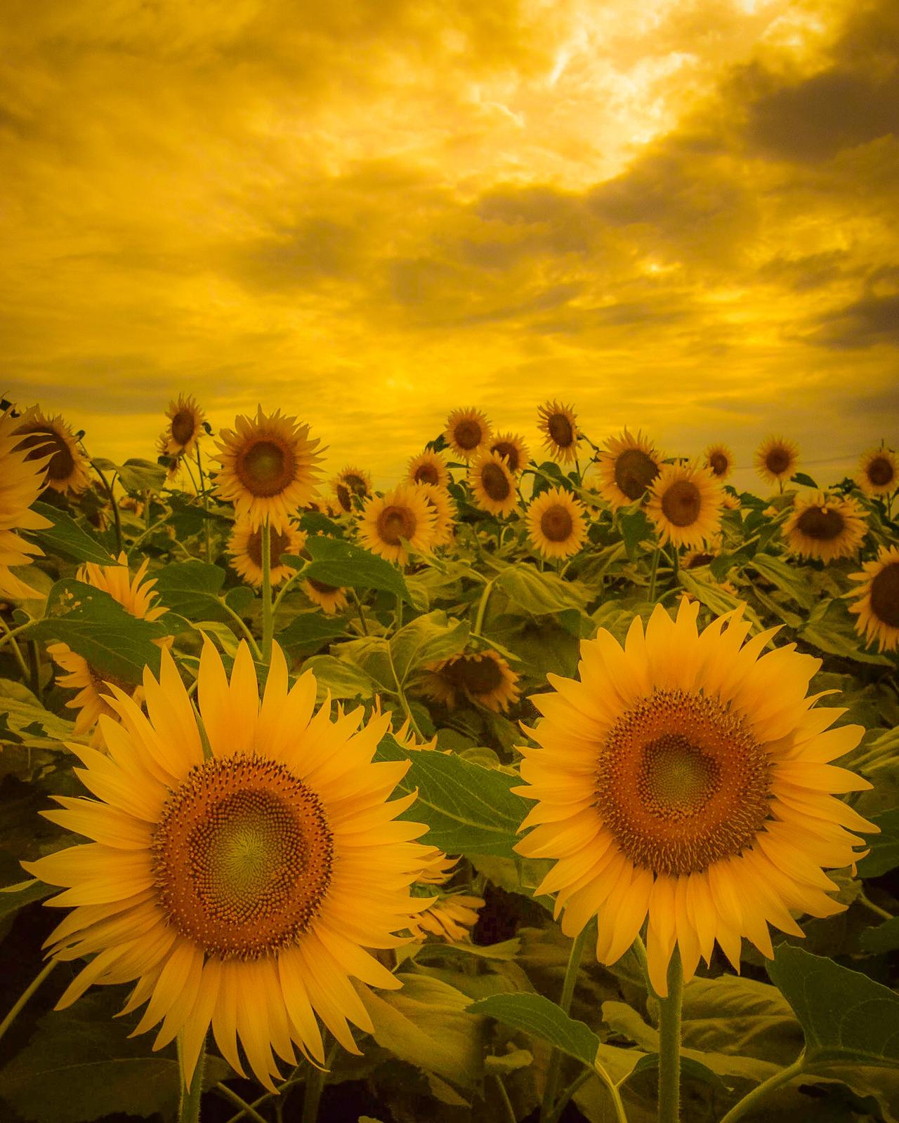 栃木県 夕景の野木のひまわり畑 Jptravelerspicが投稿したフォトブック Sharee