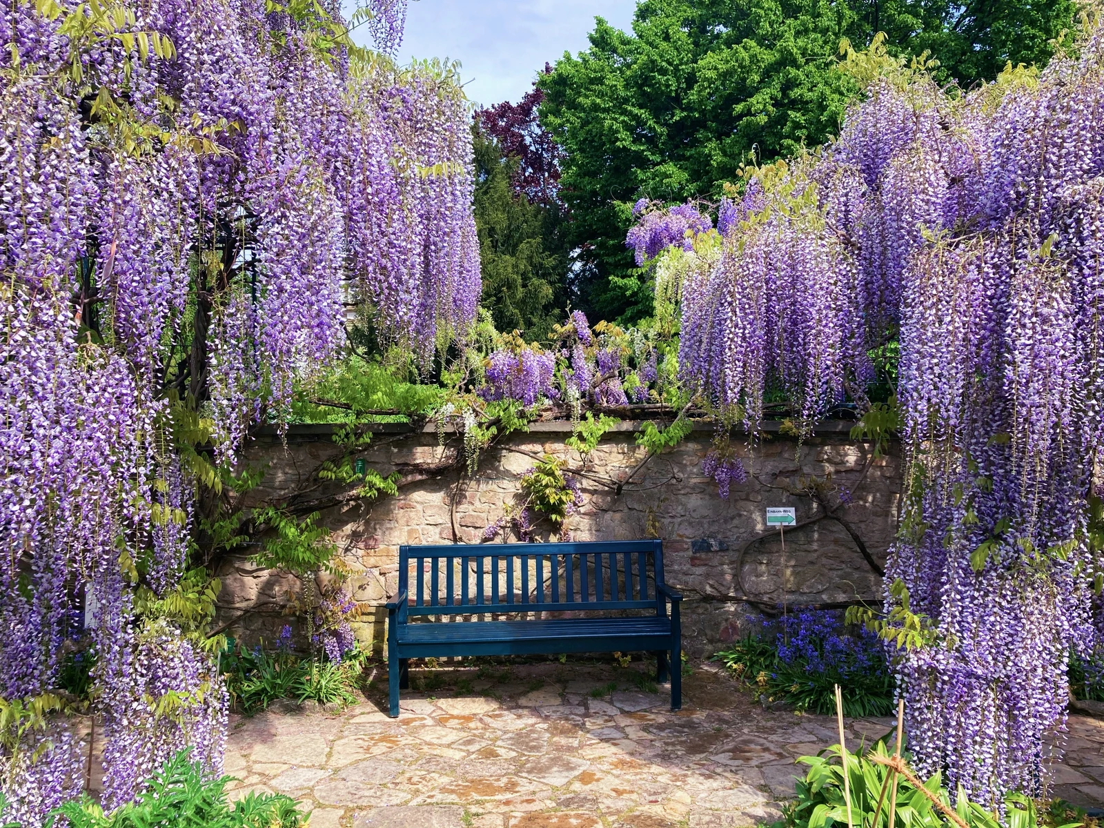 藤の花のトンネル ドイツ ヴァインハイムの植物園 Kasumi713が投稿したフォトブック Lemon8