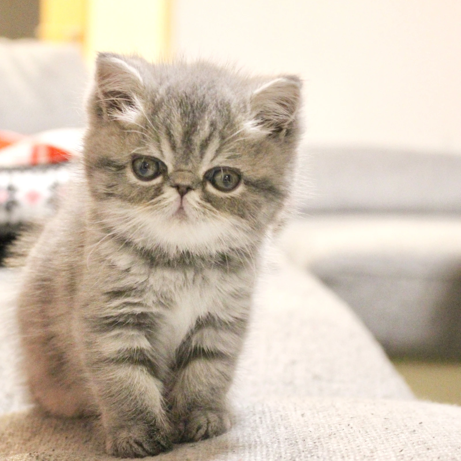 はじめまして エキゾチックショートヘアのななです ななこねこ日記が投稿したフォトブック Lemon8