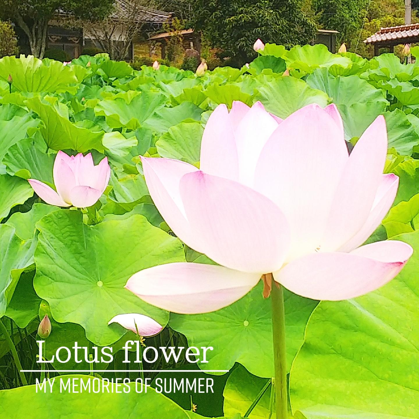 神秘的なlotus Flower 蓮の花 お寺をバックにまるで極楽浄土 Mimi Ayuが投稿したフォトブック Lemon8