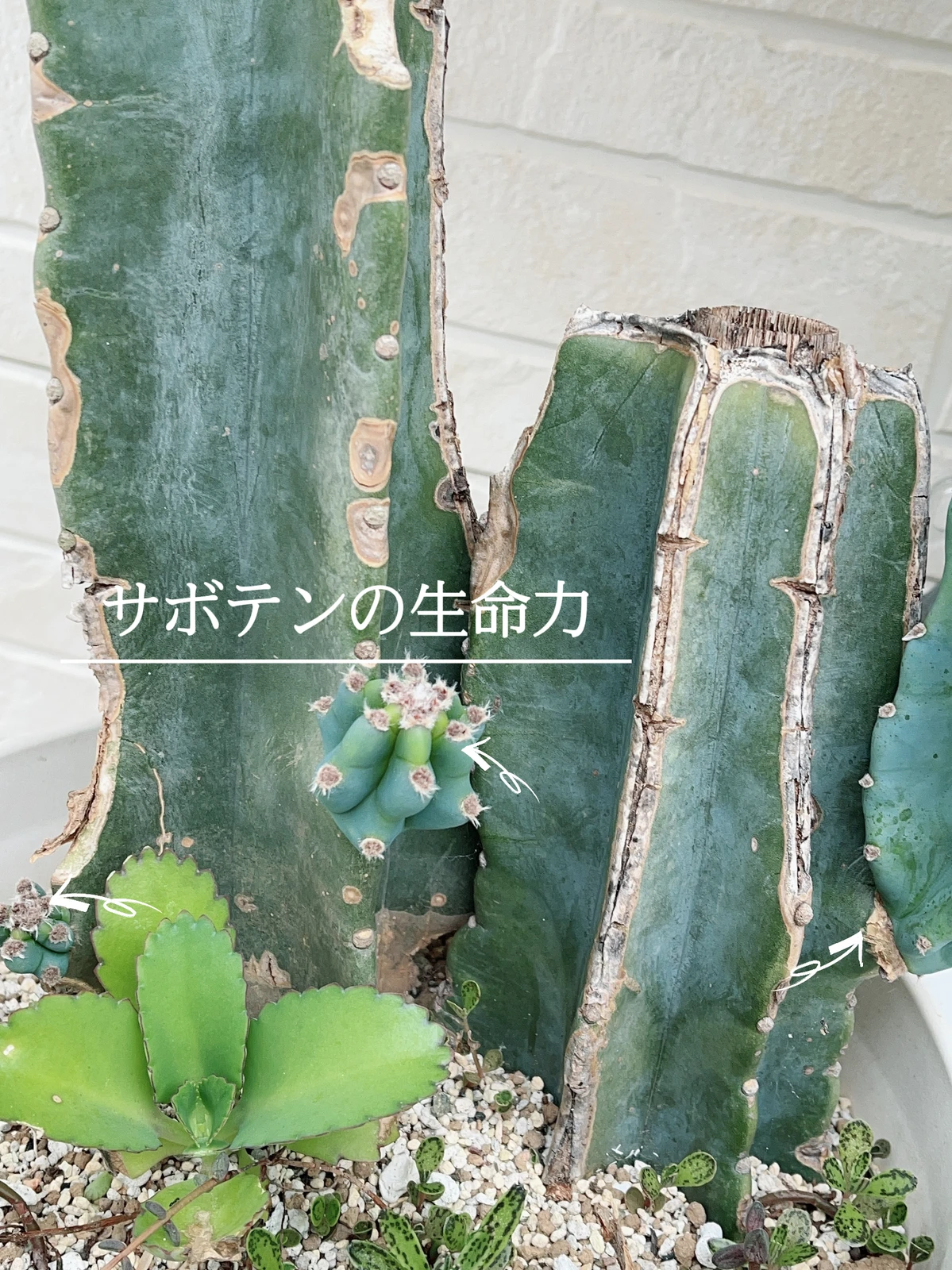 死にかけたサボテンが復活した Happy Lifeが投稿したフォトブック Lemon8 死にかけたサボテンが復活した Happy Lifeが投稿したフォトブック Lemon8