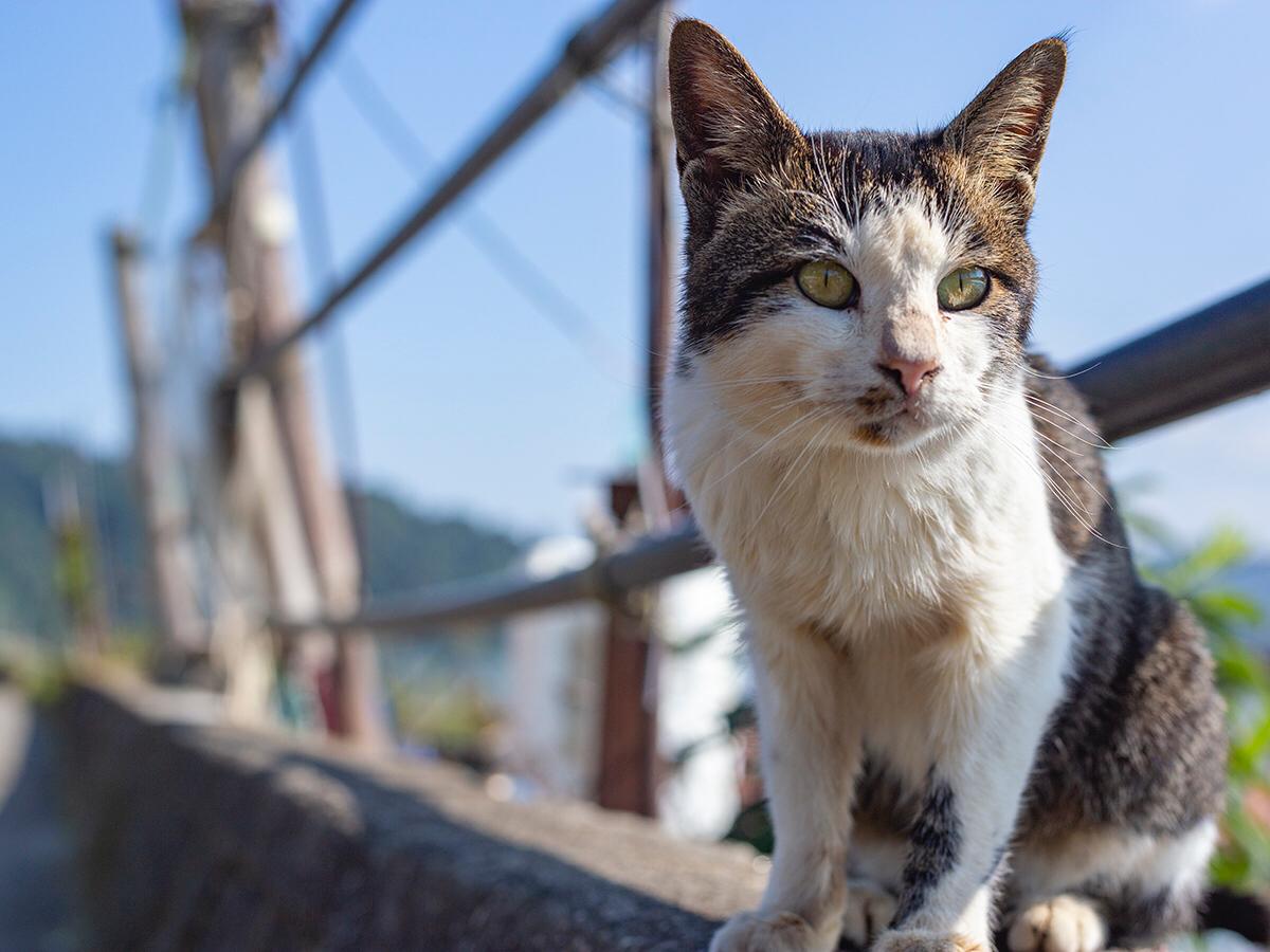 琵琶湖に浮かぶ 沖島 でのんびり猫散歩 敦子が投稿したフォトブック Sharee