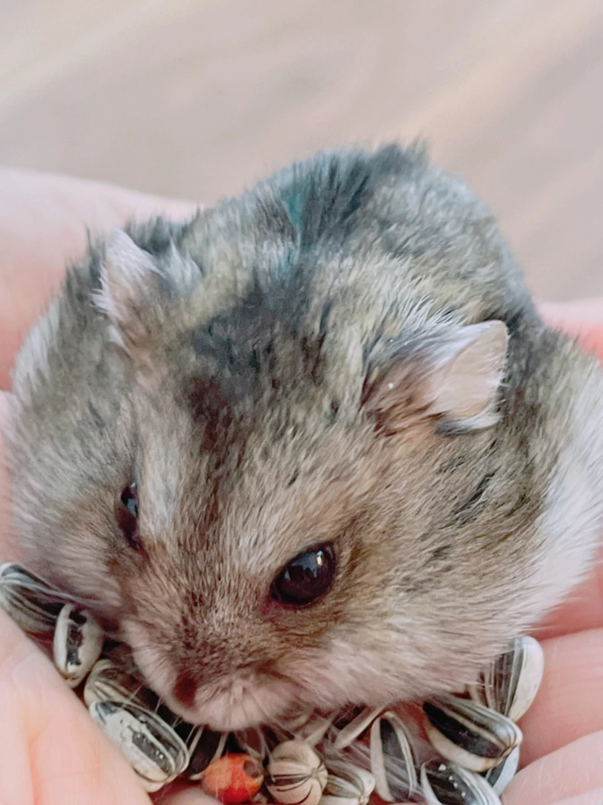 手に乗って ひまわりの種 を食べてるよ オヤジハムスターが投稿したフォトブック Lemon8 手に乗って ひまわりの種 を食べてるよ オヤジハムスターが投稿したフォトブック Lemon8