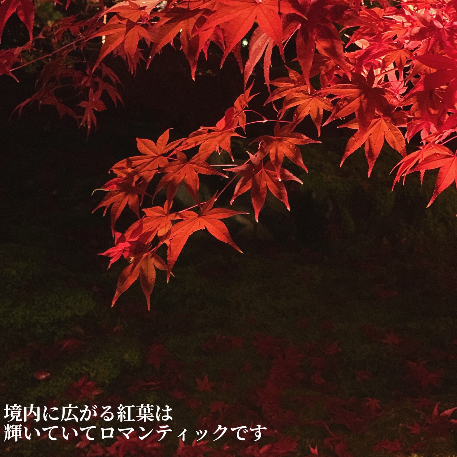 Lemon8 Story 京都 紅葉