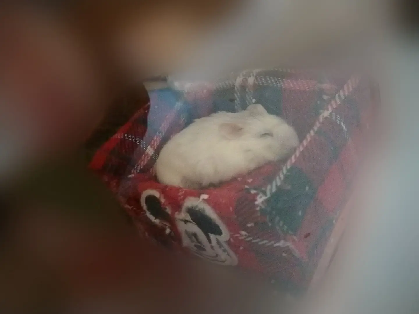 Lemon8 Story ハムスター ロフト Diy