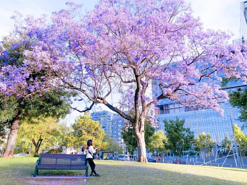 オーストラリアの桜 春を知らせるジャカランダ ハナ メルボルンが投稿したフォトブック Sharee