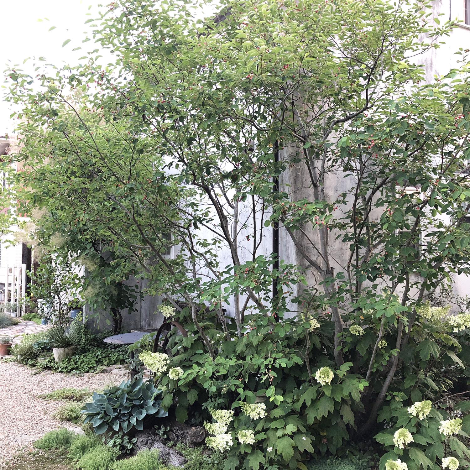 シンボルツリーにオススメ ジューンベリー M Gardenが投稿したフォトブック Sharee