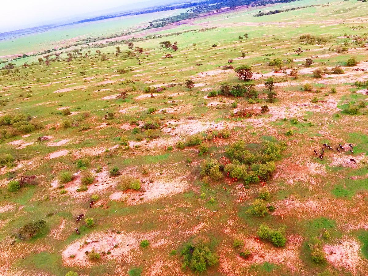 ケニア 空から楽しむライオンキングの世界 Kana 111が投稿した記事 Sharee