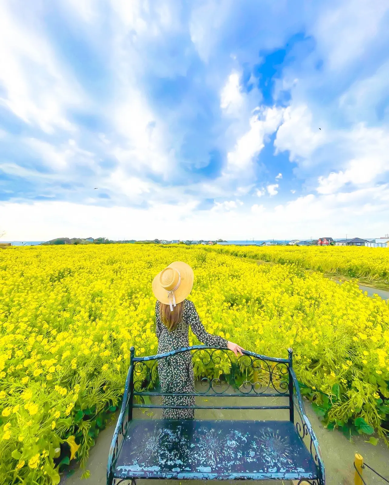 神奈川 見る度にパワーをくれる菜の花畑 ソレイユの丘 菜の花まつり Yukimimiが投稿したフォトブック Lemon8