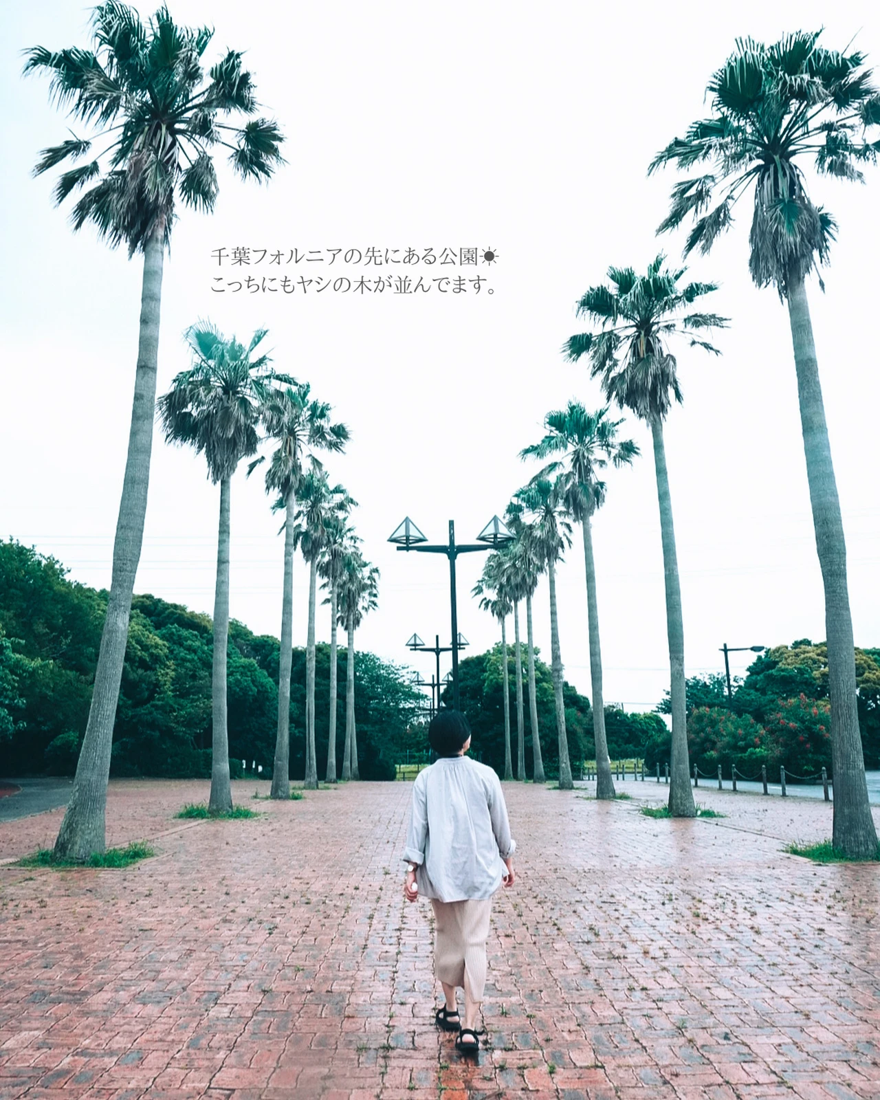 千葉 海沿いでヤシの木が並ぶ公園 Miki Travelerが投稿したフォトブック Lemon8