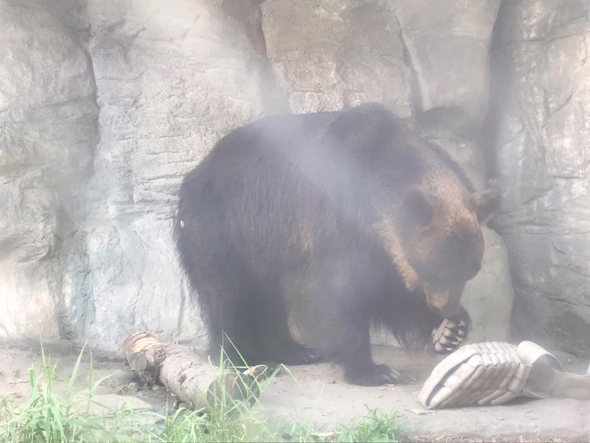 旅行に来たからこそ行きたい 道民に愛される円山動物園 Miyu Hokkaidoが投稿した記事 Sharee