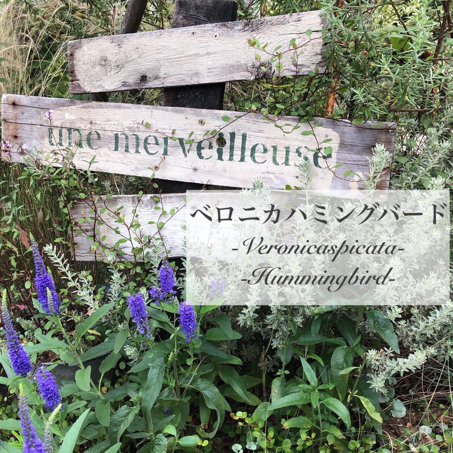 育てやすく管理がしやすい花 ベロニカハミングバード M Gardenが投稿したフォトブック Sharee