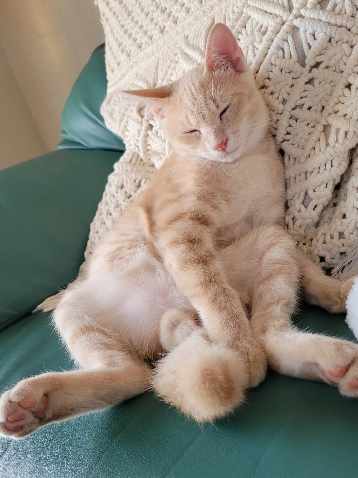 座ってても眠いにゃ ネコすき 子猫 やっぷんが投稿したフォトブック Lemon8