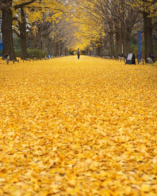 【絶景】金色の絨毯✨ 昭和記念公園のイチョウ並木が凄すぎました😆