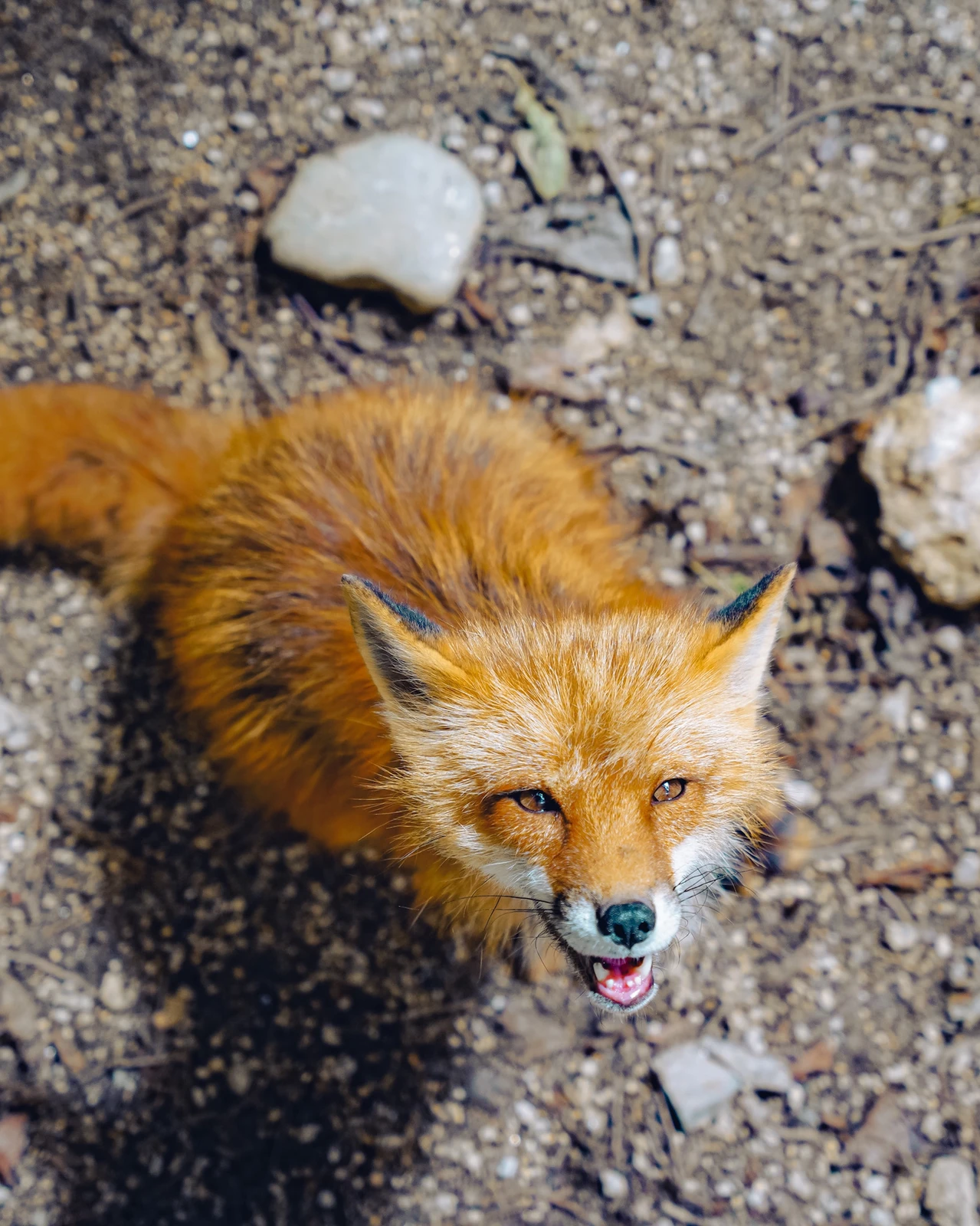 宮城 日本で唯一きつねと触れ合える蔵王キツネ村 Moe Matsuiが投稿したフォトブック Lemon8