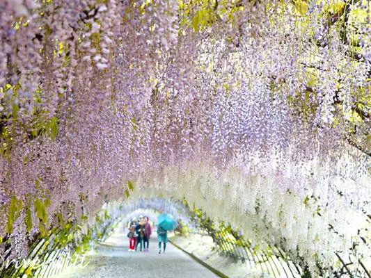 【絶景大陸013】河内 藤園（日本）/ Kawachi Wisteria Garden, JAPANの画像