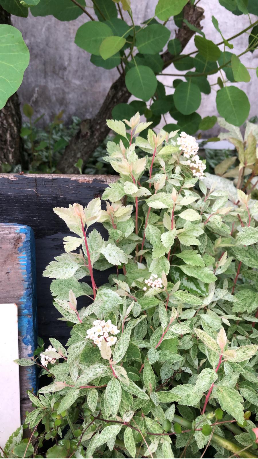 ピンクのツボミが可愛い コデマリ ピンクアイス M Gardenが投稿したフォトブック Sharee