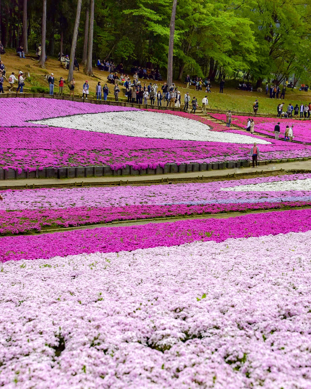 カラフルな芝桜の絨毯が美しい 埼玉県 羊山公園 Jptravelerspicが投稿したフォトブック Lemon8