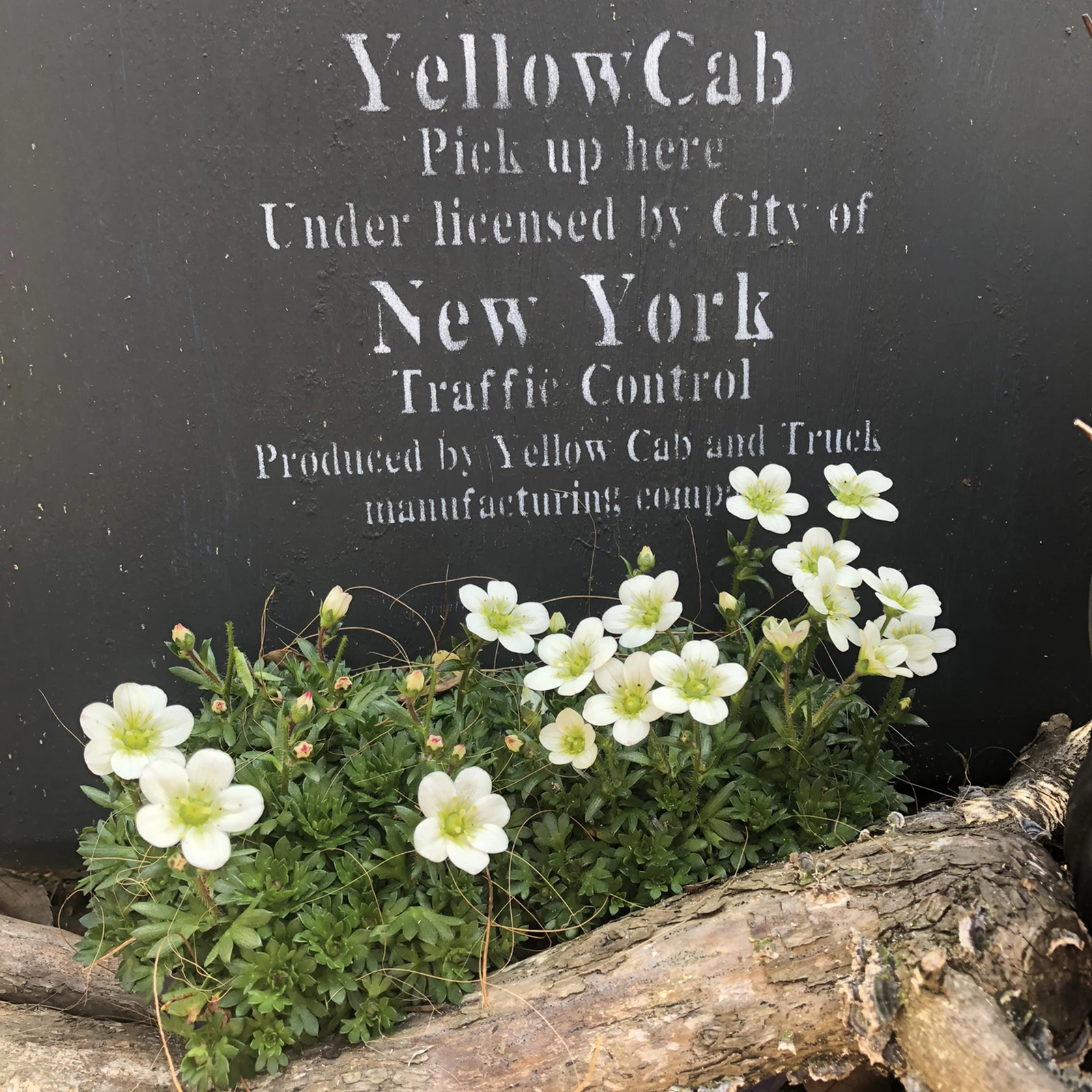 クモマグサ 和にも洋にも似合うお花 M Gardenが投稿したフォトブック Lemon8