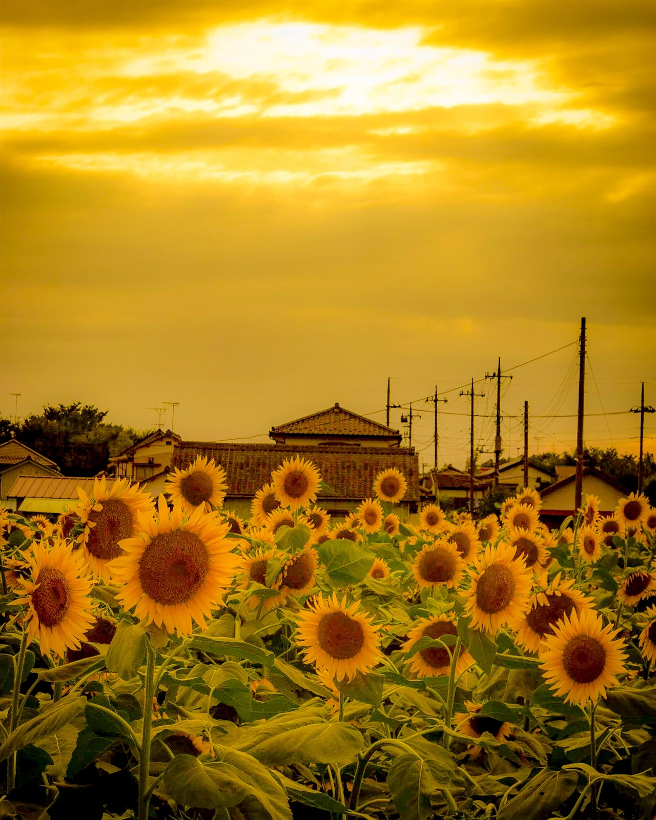 ひまわり畑の夕景 Levytate Co Za