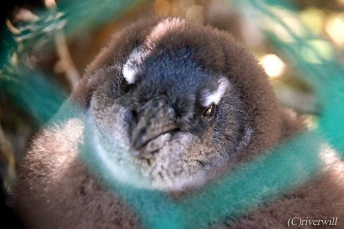 旅先でであったゆかいな動物たち 南アフリカのラブリー ケープペンギン赤ちゃん 絶景大陸が投稿した記事 Sharee