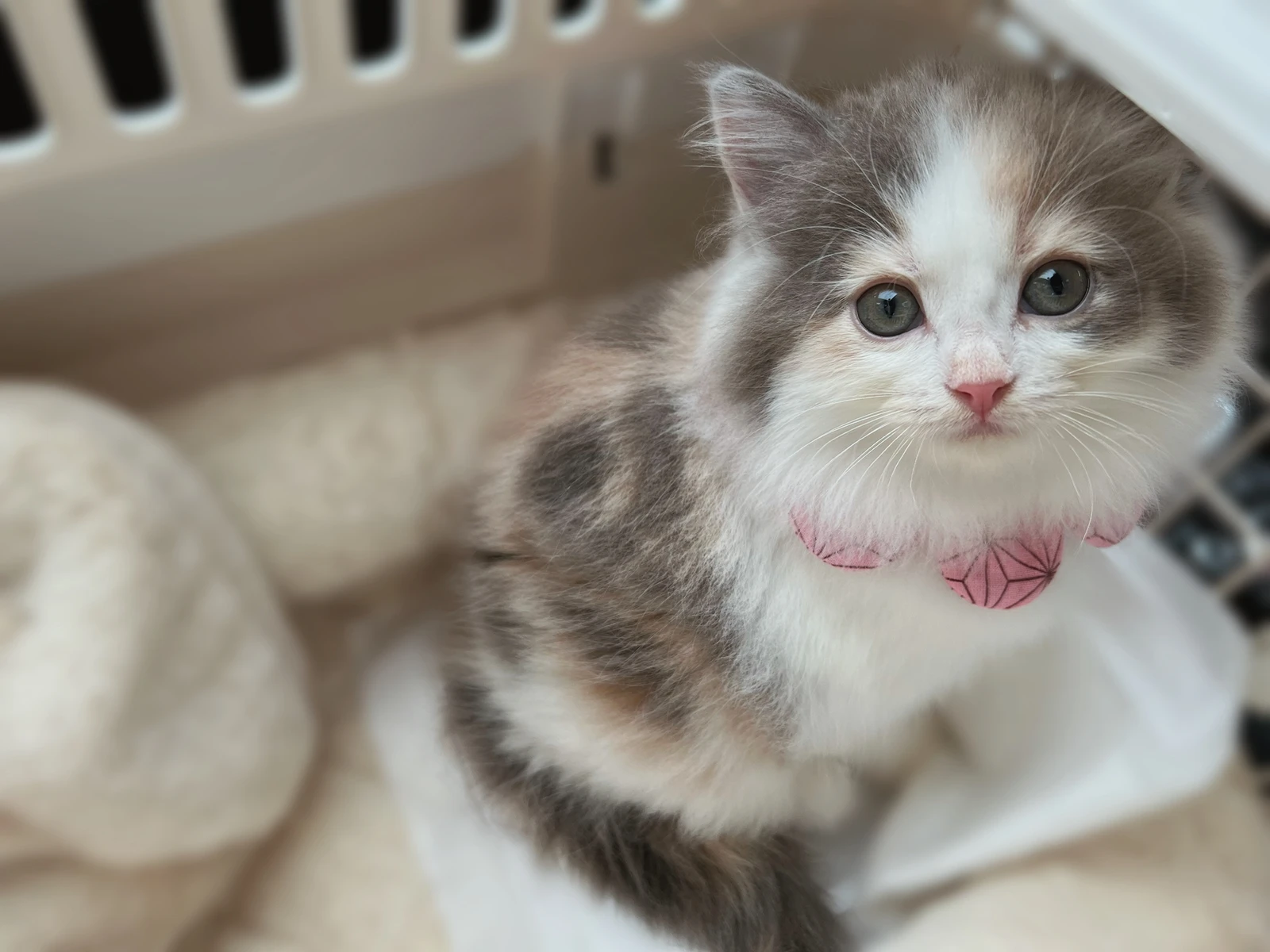 可愛い子猫 サイベリアン 𝐊𝐔𝐑𝐀𝐌𝐀𝐚𝐧𝐝𝐊𝐔𝐋𝐄𝐇𝐀が投稿したフォトブック Lemon8 可愛い子猫 サイベリアン 𝐊𝐔𝐑𝐀𝐌𝐀𝐚𝐧𝐝𝐊𝐔𝐋𝐄𝐇𝐀が投稿したフォトブック Lemon8