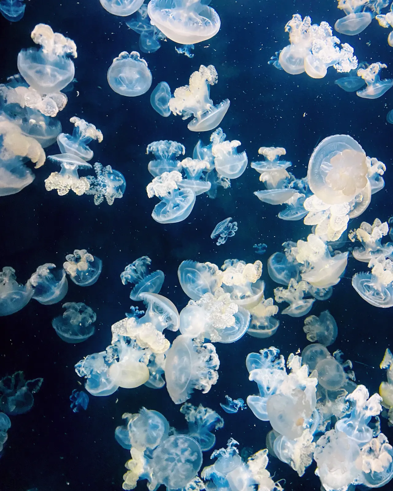 山形県 幻想的クラゲの水族館 加茂水族館 Kyoko1903が投稿したフォトブック Lemon8