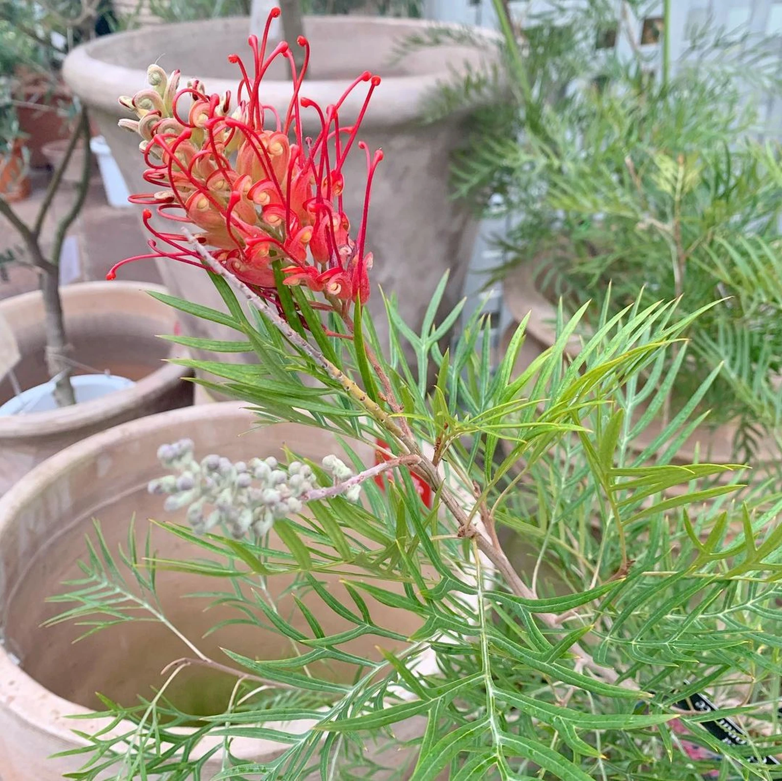 南国風なお花たち Alohagardenが投稿したフォトブック Lemon8