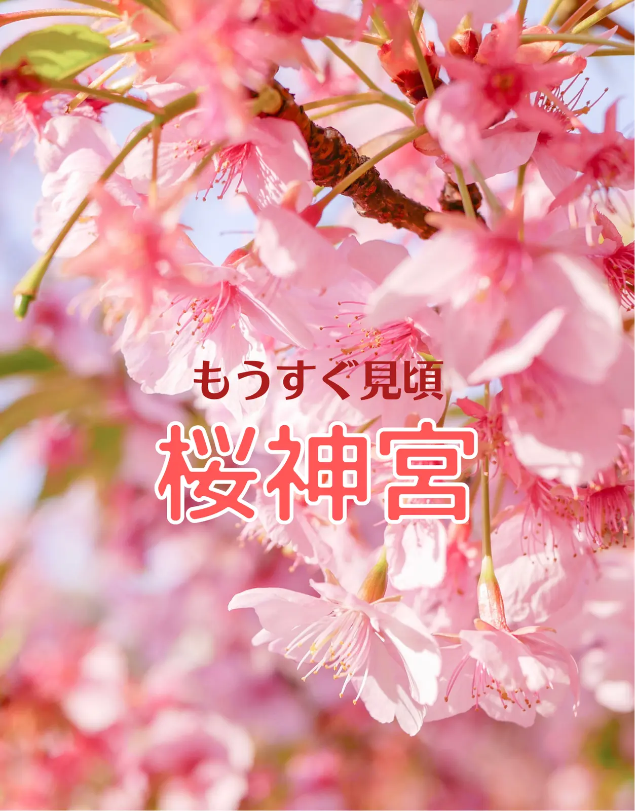 濃いぴんくの桜がかわいい 桜神宮もうすぐ見頃です はにちゃんroomが投稿したフォトブック Lemon8