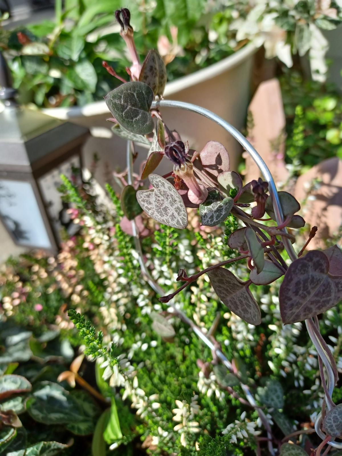 ハートカズラ 田中紀子が投稿したフォトブック Lemon8