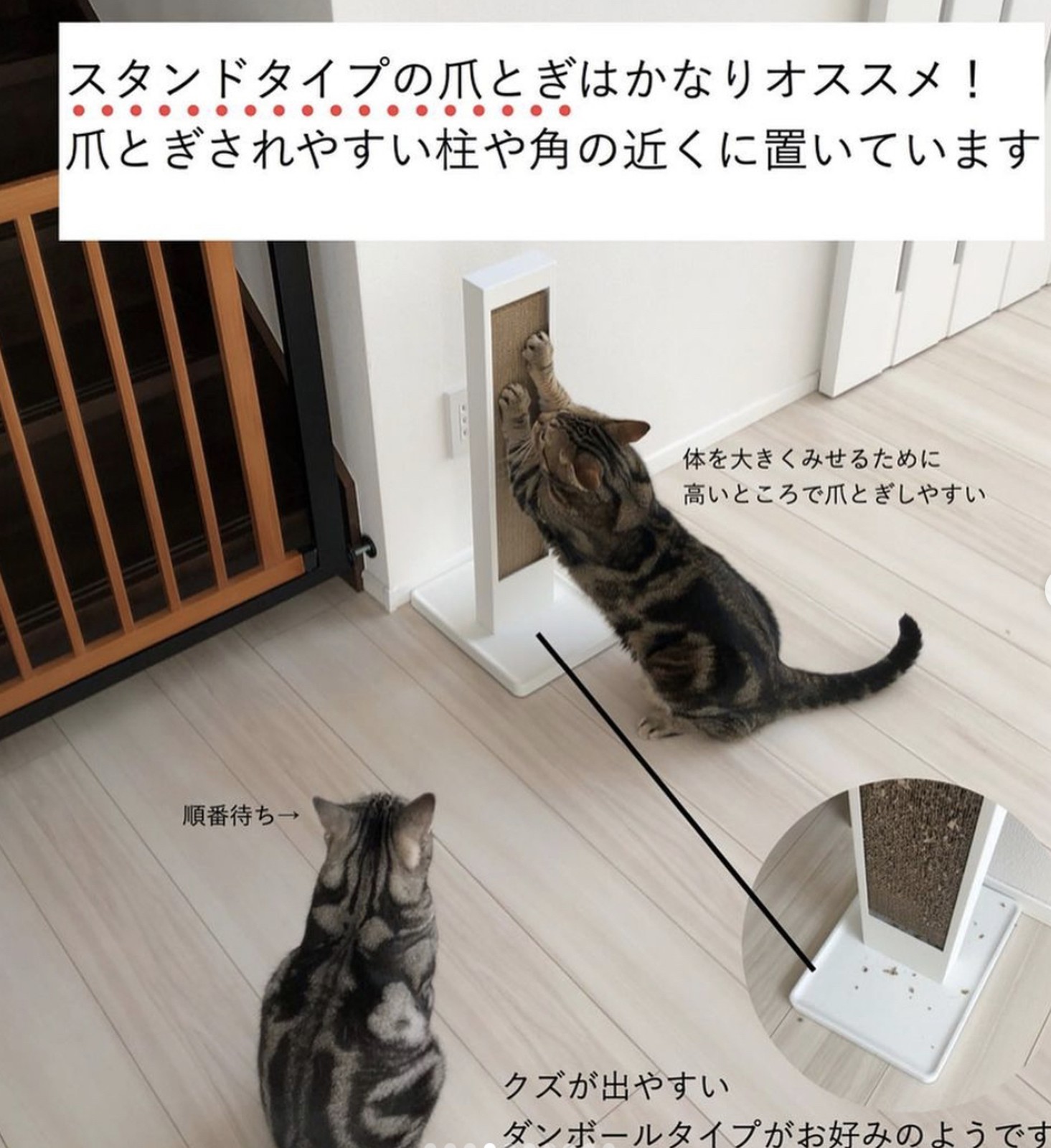 Lemon8 Story 猫多頭飼い