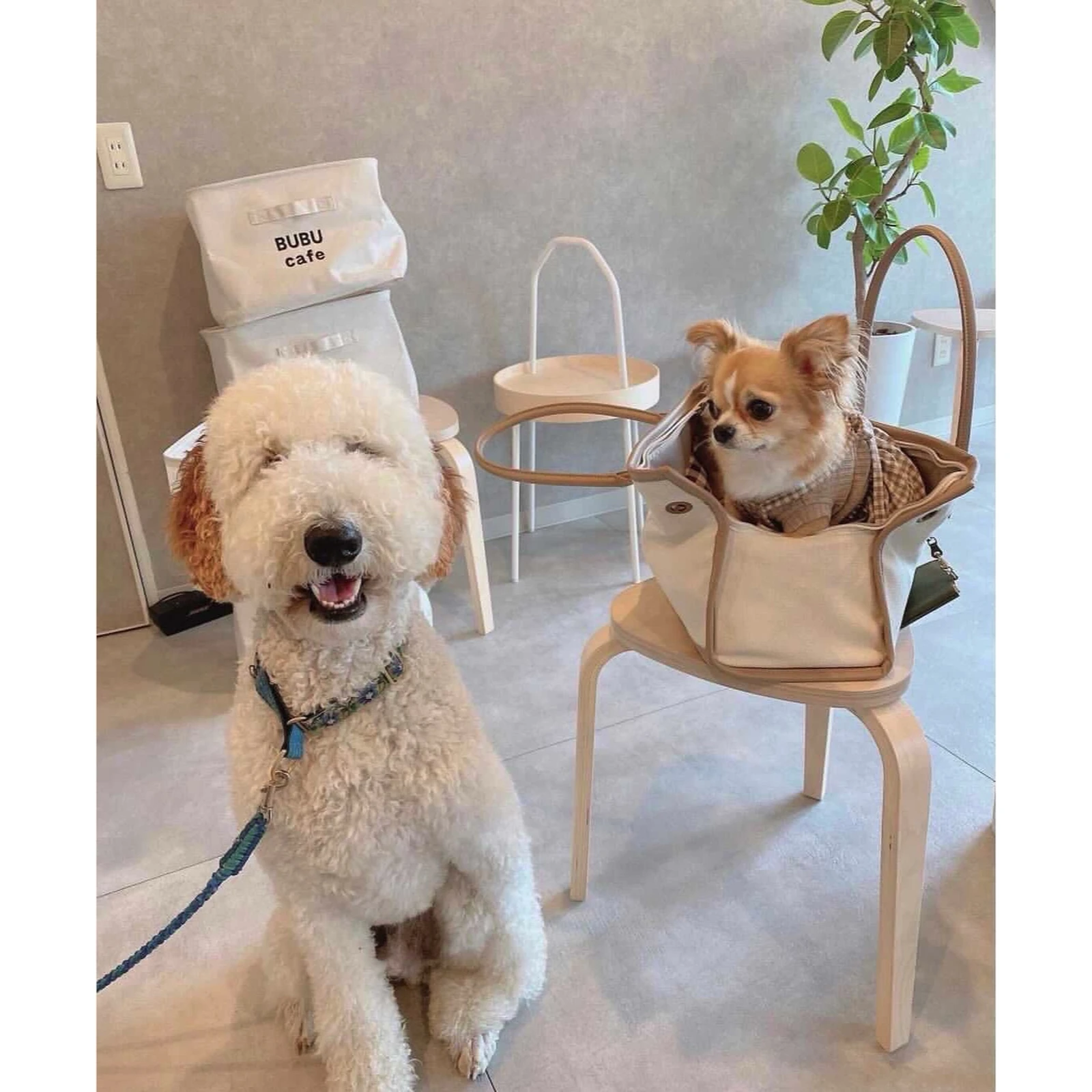 ペットとおしゃれカフェ 三重県四日市市 東海ペット わんことお出かけが投稿したフォトブック Lemon8