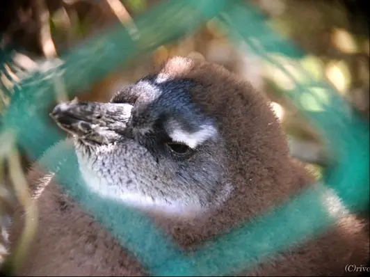 【旅先でであったゆかいな動物たち】南アフリカのラブリー♥ケープペンギン赤ちゃんの画像