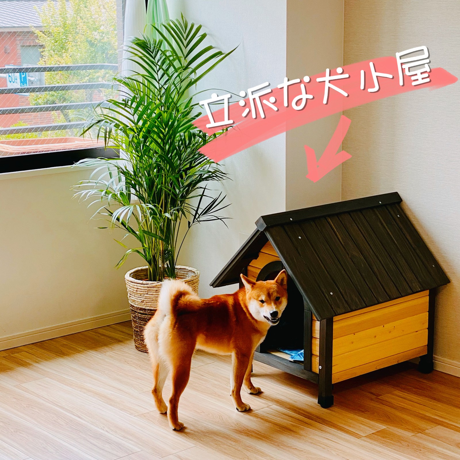 Lemon8 Story 犬小屋