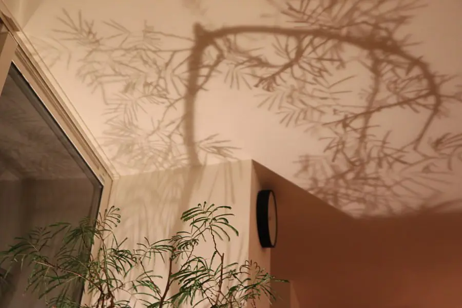 Lemon8 Story 観葉植物 ライトアップ Lemon8 Story 観葉植物 ライトアップ