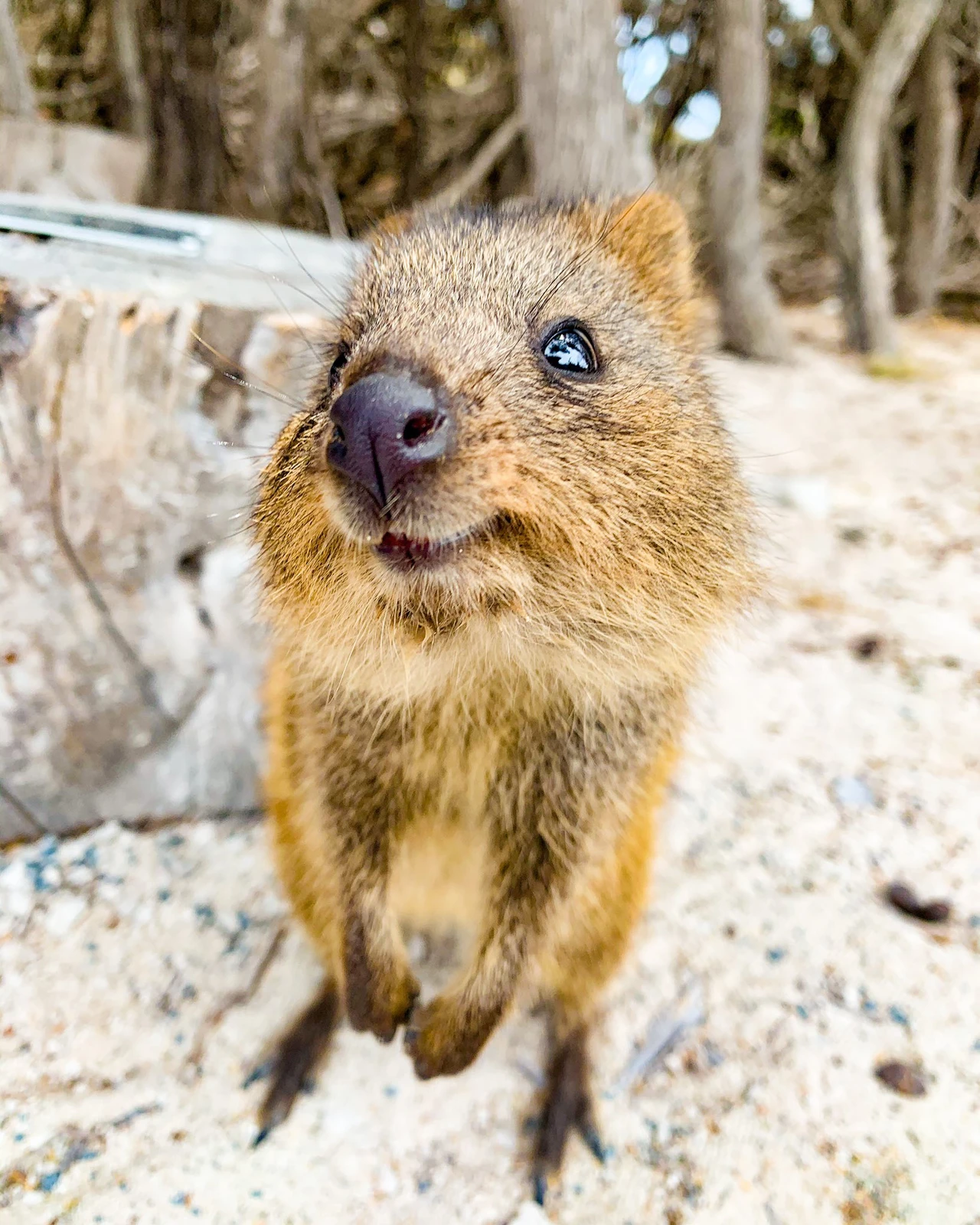 世界一幸せな動物 クオッカ Churaa Kanaが投稿したフォトブック Lemon8