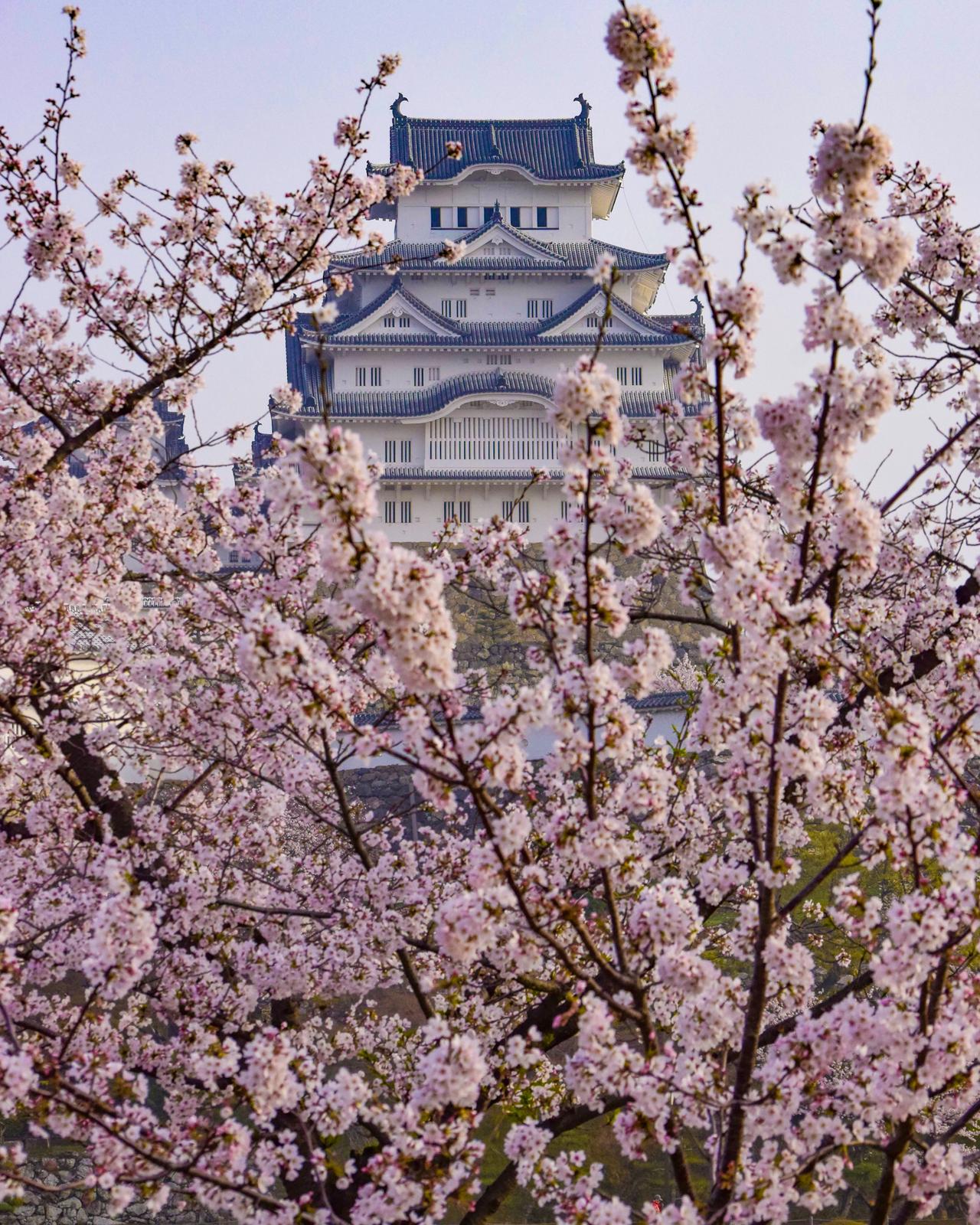 兵庫県 美しい姫路の春風景 Jptravelerspicが投稿したフォトブック Sharee